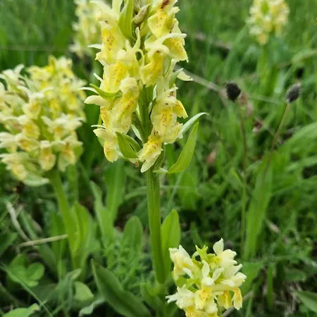 Appartement Le Petit Ely Thiézac