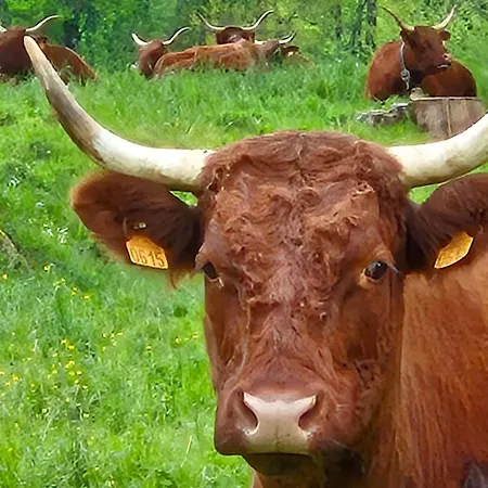 Appartement Le Petit Ely