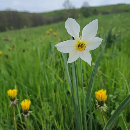 Le Petit Ely Thiézac