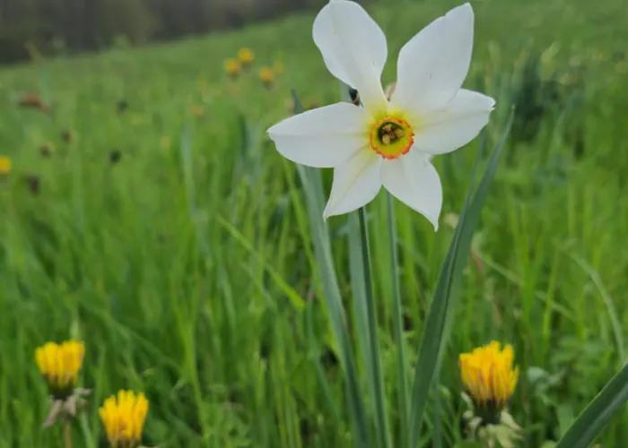 Le Petit Ely Thiezac